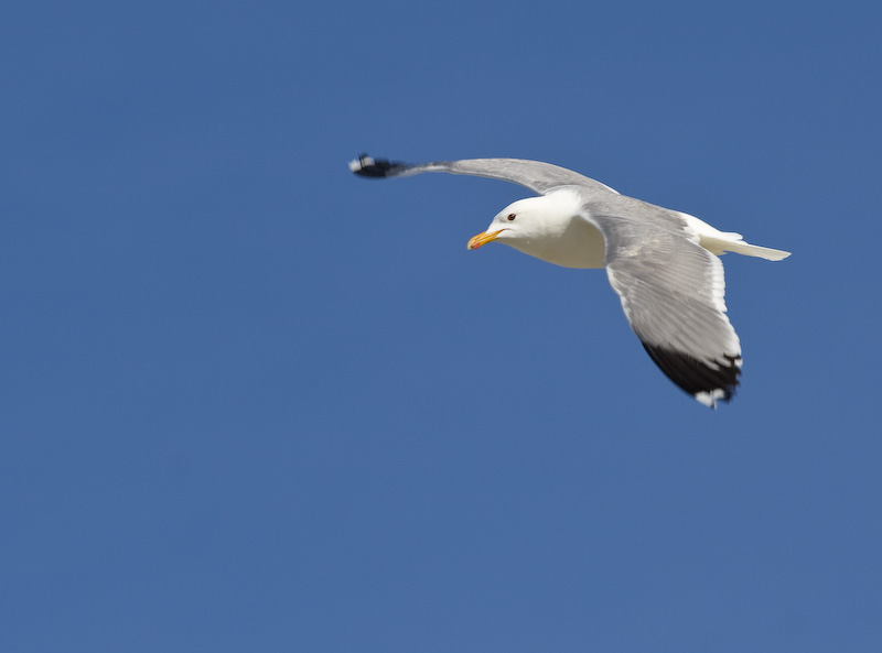 California Gull In Flight